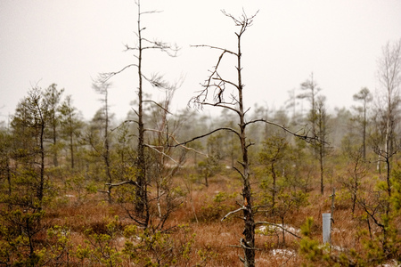 swamp landscape view with dry distant trees, and first snow on green grass. dull evening lightning. dark shadowsの写真素材