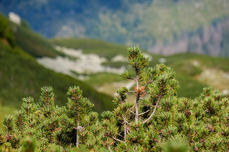 multi level fields and forests in mountain area. Slovakia. mist over trees and meadowsの写真素材