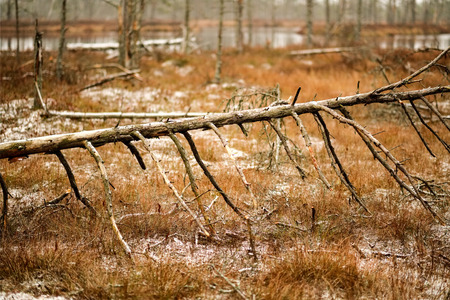 swamp landscape view with dry distant trees, and first snow on green grass. dull evening lightning. dark shadowsの写真素材