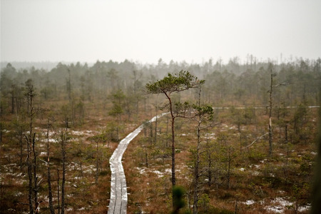 wooden plank footpath boardwalk in swamp area for recreation tourists. bog pine trees and first snow in winter afternoon lightの写真素材