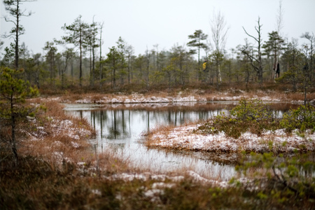 swamp landscape view with dry pine trees, reflections in water and first snow on green grass. dull evening lightningの写真素材