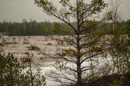 swamp landscape view with dry distant trees, and first snow on green grass. dull evening lightning....