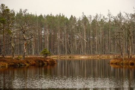 swamp landscape view with dry pine trees, reflections in water and first snow on green grass. dull...