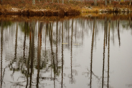 swamp landscape view with dry pine trees, reflections in water and first snow on green grass. dull...