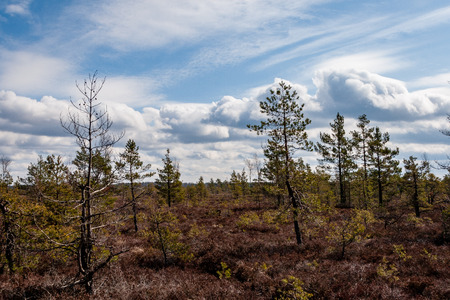 pine tree trunks and branches with green needles in swamp area. bright colors and blur backgroundの写真素材