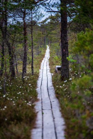 wooden plank footpath boardwalk in swamp area for recreation tourists. bog pine trees and first snow in winter afternoon lightの写真素材