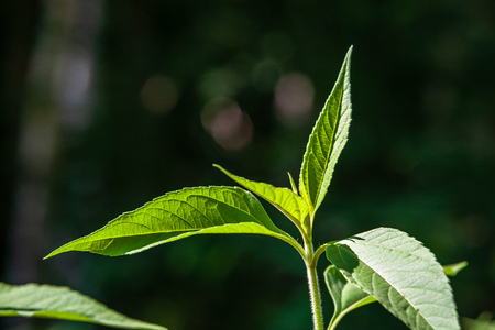 green summer foliage details abstract background. leaves, grass, bents and branches