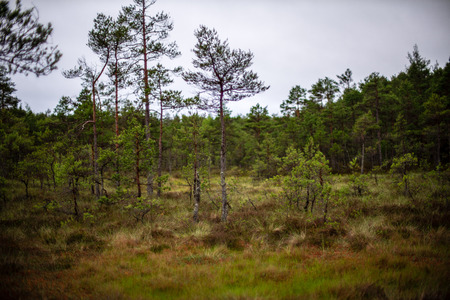 pine tree trunks and branches with green needles in swamp area. bright colors and blur background