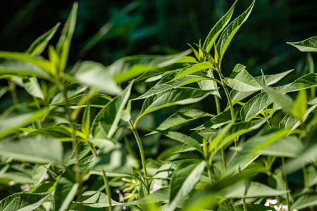 green summer foliage details abstract background. leaves, grass, bents and branches
