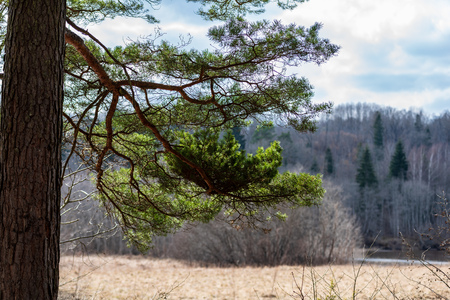 pine tree trunks and branches with green needles in swamp area. bright colors and blur backgroundの写真素材
