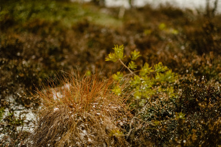 pine tree trunks and branches with green needles in swamp area. bright colors and blur backgroundの写真素材