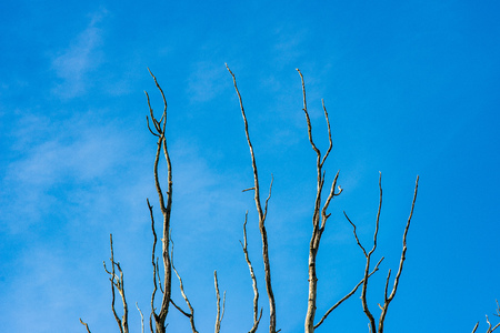 naked tree branches in late autumn with no leaves on blur background