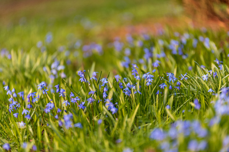 countryside garden flowers on blur background and green foliage in summerの写真素材