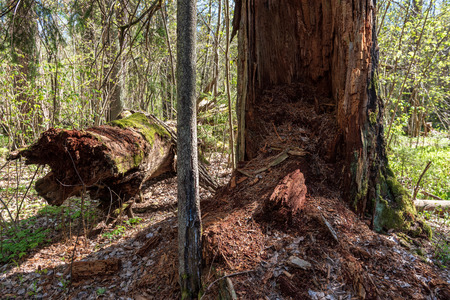 single isolated large big tree in nature environment with huge trunk and foliage around