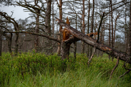 old dry tree trunk stomp texture with bark in nature