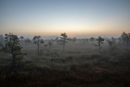 sunrise with mist in swamp bog area with lonely pine trees and small water ponds in field with fog