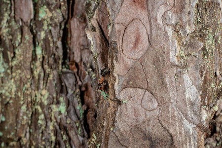 old dry tree trunk stomp texture with bark in natureの写真素材