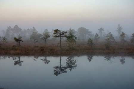 sunrise with mist in swamp bog area with lonely pine trees and small water ponds in field with fog