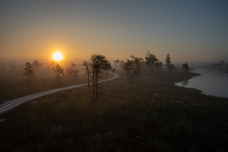 sunrise with mist in swamp bog area with lonely pine trees and small water ponds in field with fogの写真素材