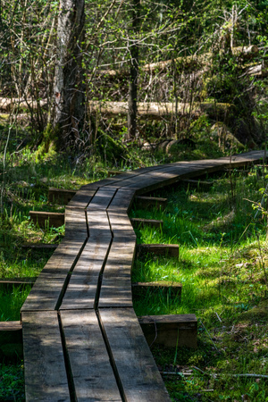 wooden plank boardwalk in swamp area in autumn in perspective. forest nautre trails for tourists and education in Latviaの写真素材
