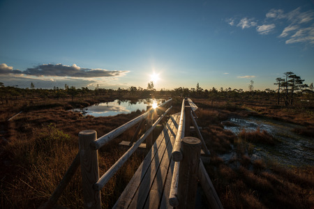 wooden plank boardwalk in swamp area in autumn in perspective. forest nautre trails for tourists and education in Latviaの写真素材