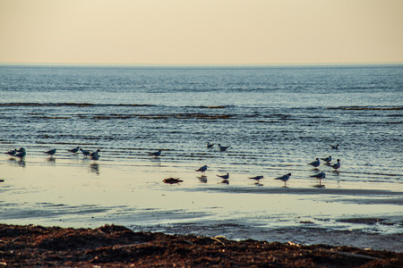 flock of wild birds resting in water near shore, summer green foliage