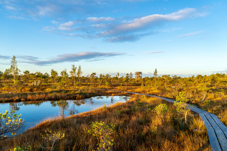 morning mist in the swamp area in sunrise. bog tree details near water