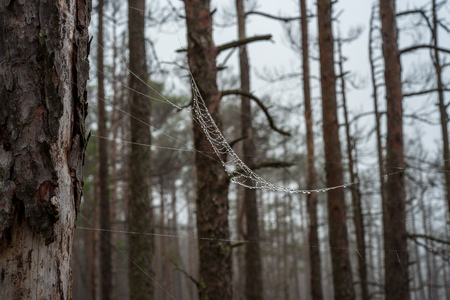 morning mist in the swamp area in sunrise. bog tree details near waterの写真素材