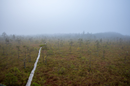 morning mist in the swamp area in sunrise. bog tree details near waterの写真素材