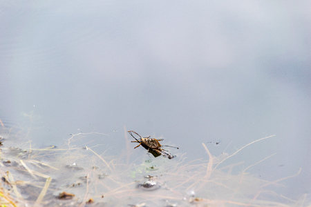 lakeside beach details with sand, rocks and blur background. seaside patternの写真素材