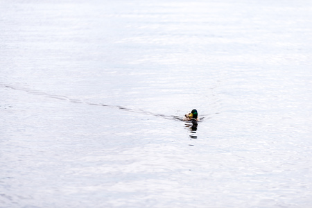 flock of wild birds resting in water near shore, summer green foliageの写真素材