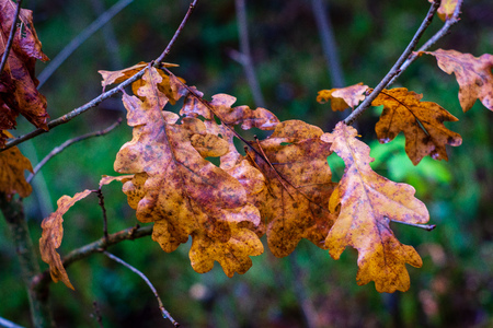non specific nature forest bed details of foliage, close up macro image with leaves, branches and plants on blur background, suitable for texturesの写真素材