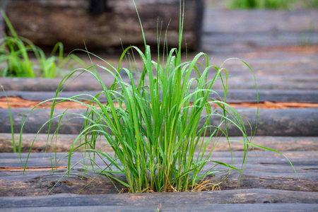 non specific nature forest bed details of foliage, close up macro image with leaves, branches and plants on blur background, suitable for texturesの写真素材