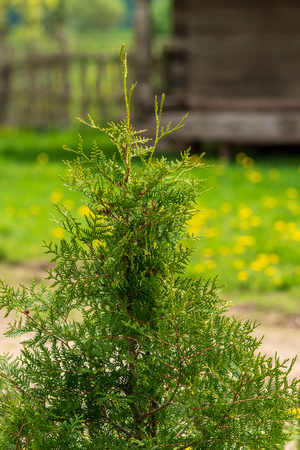 non specific nature forest bed details of foliage, close up macro image with leaves, branches and plants on blur background, suitable for texturesの写真素材
