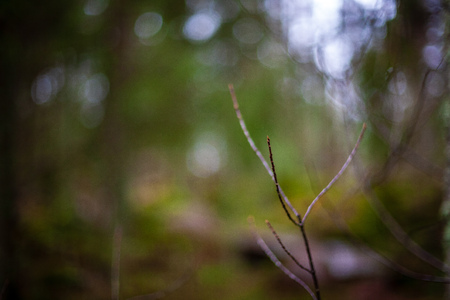 non specific nature forest bed details of foliage, close up macro image with leaves, branches and plants on blur background, suitable for texturesの写真素材