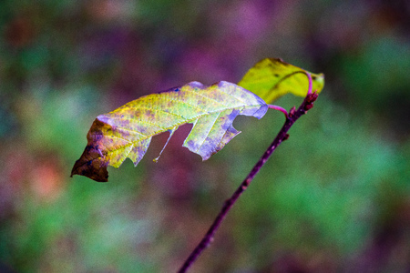 non specific nature forest bed details of foliage, close up macro image with leaves, branches and plants on blur background, suitable for texturesの写真素材