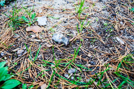 non specific nature forest bed details of foliage, close up macro image with leaves, branches and plants on blur background, suitable for textures with dead mouse on the groundの写真素材