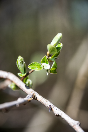 non specific nature forest bed details of foliage, close up macro image with leaves, branches and plants on blur background, suitable for texturesの写真素材