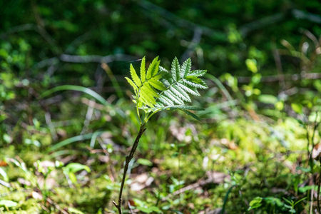non specific nature forest bed details of foliage, close up macro image with leaves, branches and...