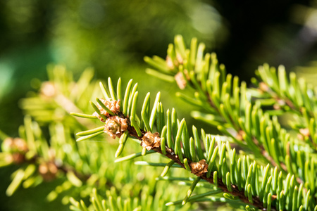 non specific nature forest bed details of foliage, close up macro image with leaves, branches and...