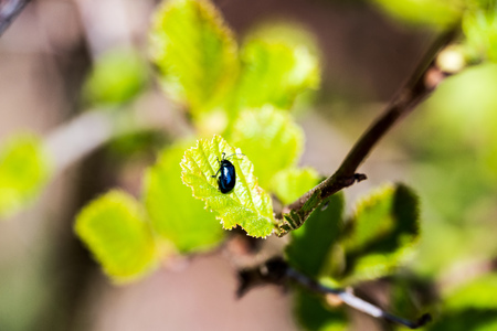 non specific nature forest bed details of foliage, close up macro image with leaves, branches and...