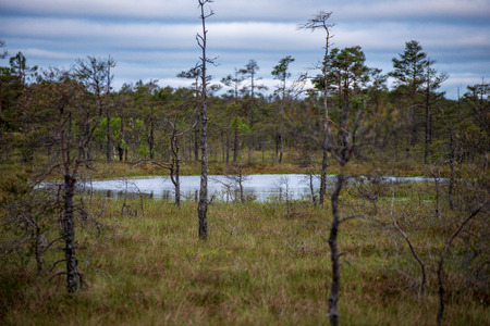 lonely naked trees in swamp area in autumn with empty sky
