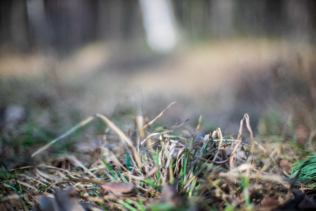 close up tree branches in autumn and nature details abstract backgroundの写真素材