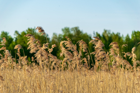 close up tree branches in autumn and nature details abstract backgroundの写真素材