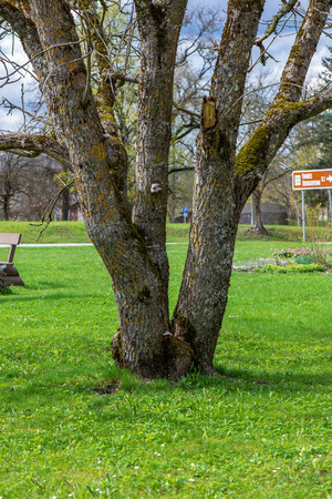 single isolated tree in green meadow field in summer. alone in natureの写真素材
