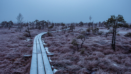nature trail in swamp in deep snow in winter. overcast day, bog with wooden boardwalks. tourist...