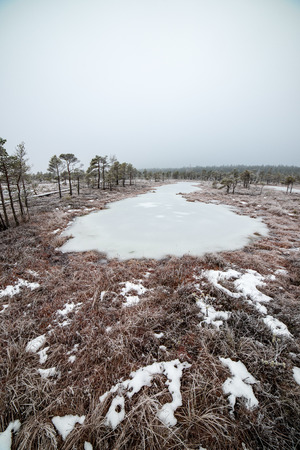 nature trail in swamp in deep snow in winter. overcast day, bog with wooden boardwalks. tourist...
