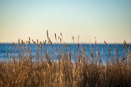sun reflecting in dry bents and grass by the sea beach in sunset. blur background and shallow depth of fieldの写真素材