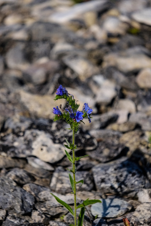 irregular dry plants on rock covered beach on the island. poor vegetation on the beach