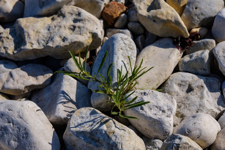 irregular dry plants on rock covered beach on the island. poor vegetation on the beach